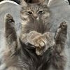 humongouscat
